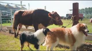 Ovelheiro Gaúcho na Mostra de Raças Nativas da ExpoAgro Afubra 2026.