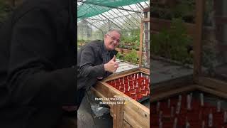 Breeding Roses 🌹 at Harkness roses