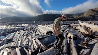 Walking On Thousands Of Floating Logs At Spirit Lake At Mt St Helens