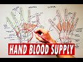 Arterial palmar arches | Hand blood supply - Anatomy Tutorial