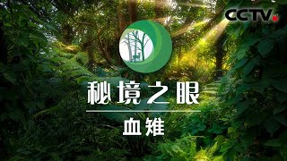 又萌又感人！血雉站岗一整天只为守护家人 | CCTV「秘境之眼」20200921