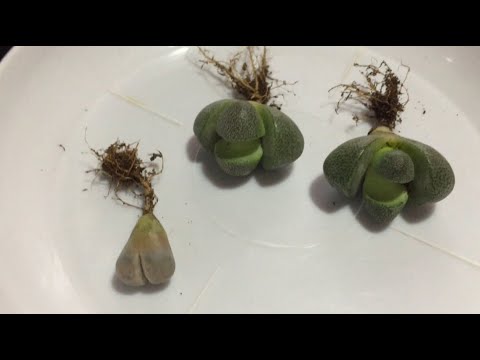 Вопрос: Что за растения литопсы, откуда название, что о них известно?
