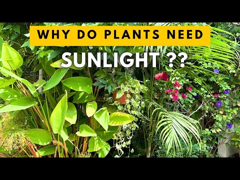 Importance of Sunlight for Plants || Why do Plants need Sunlight: Top 5  Reasons - YouTube