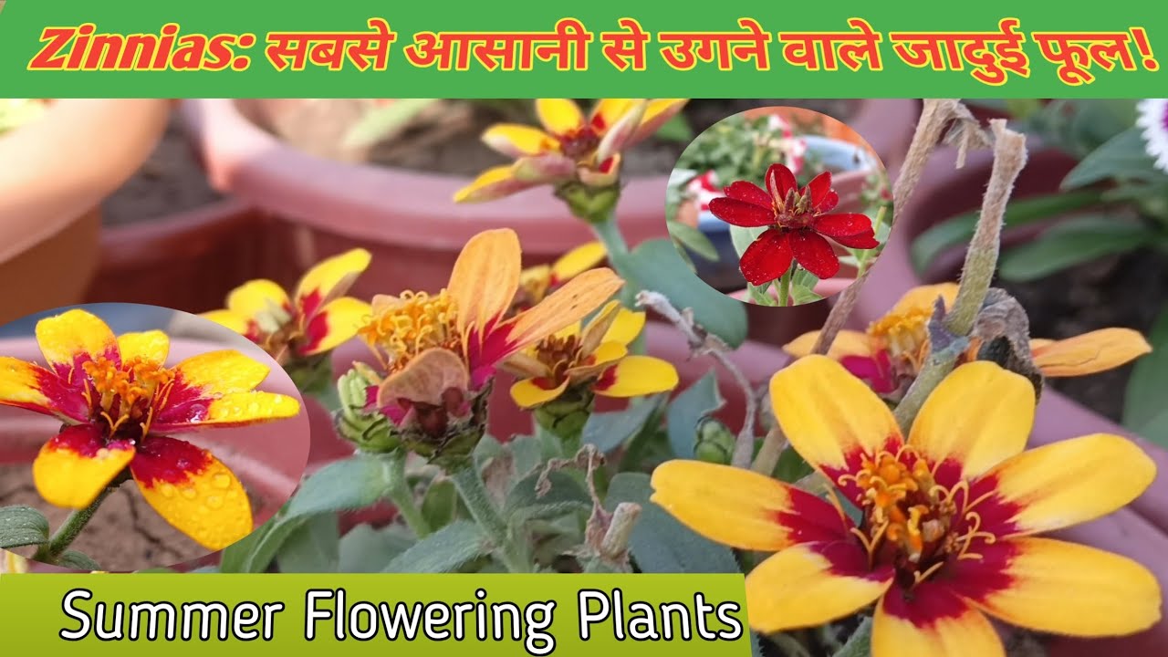 गर्मियों का जादू: Beautiful Zinnias in My Garden 🏡 @Greennerylife 