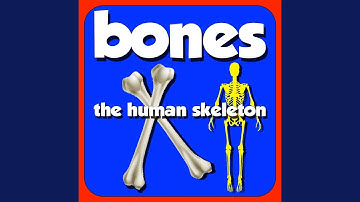 Bones: The Human Skeleton
