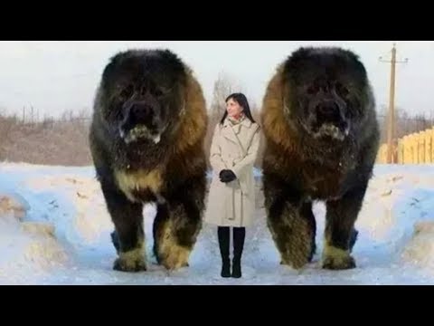 Wideo: Jakie Jest Najdroższe Zwierzę Na świecie