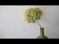 DIY hydrangea dry flowers - easy &amp; nice ❤️#demonstration #hortensia
