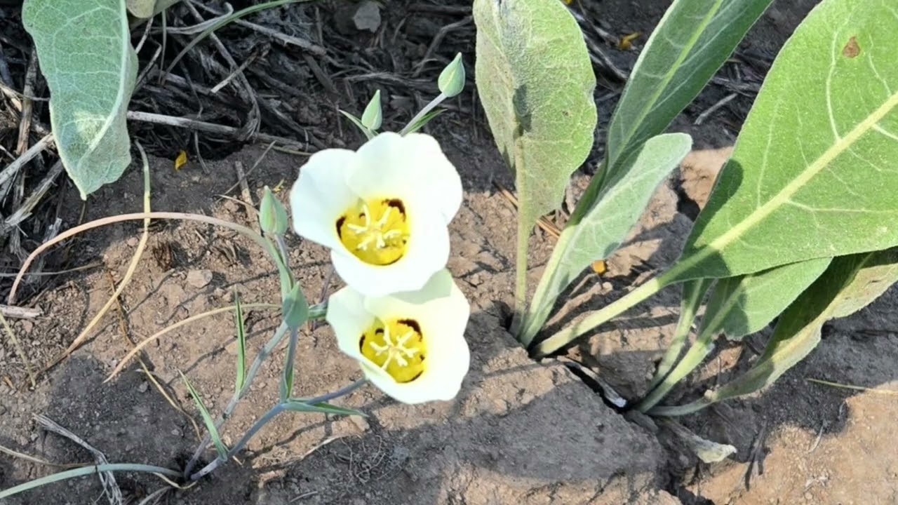 Wildflowers Carson Pass and Adjacent Areas 2025