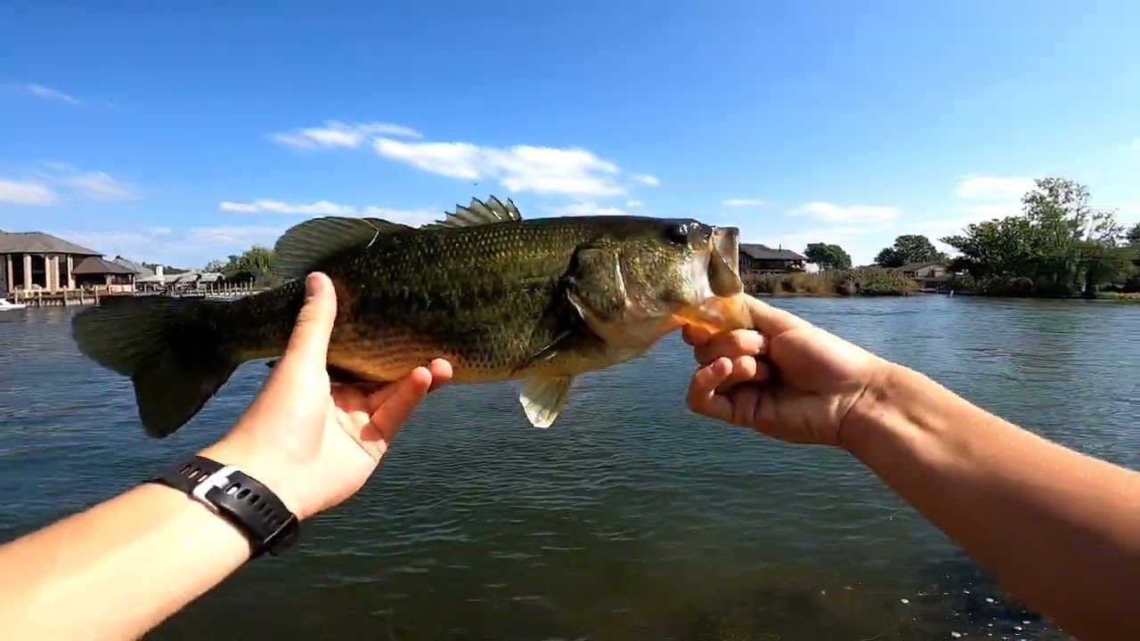 Ned Rig Bass Fishing For CLEAR Water Largemouth!