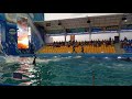 &quot;Бурсук&quot; попав в кадр не вчасно )) дельфінарій НЕМО 2020