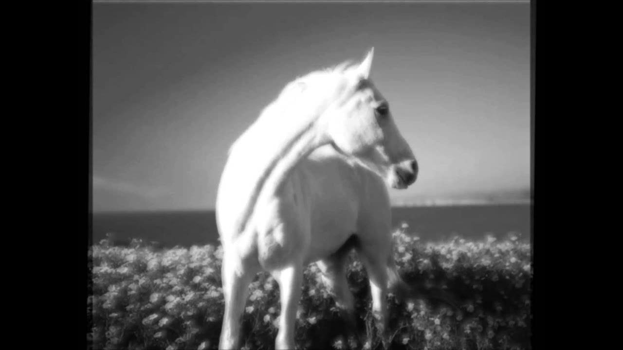 Черный конь песня. Белая лошадь на белом ярком фоне. Белая лошадь на однотонном фоне. Красивая лошадь на черном фоне. Чёрно-белая лошадь с голубыми глазами.