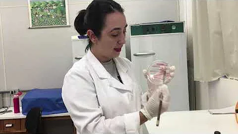 Como isolar cultura pura?