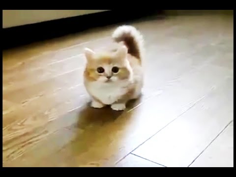 1000年に1匹のかわいすぎる子猫 愛猫家癒し動画 Youtube