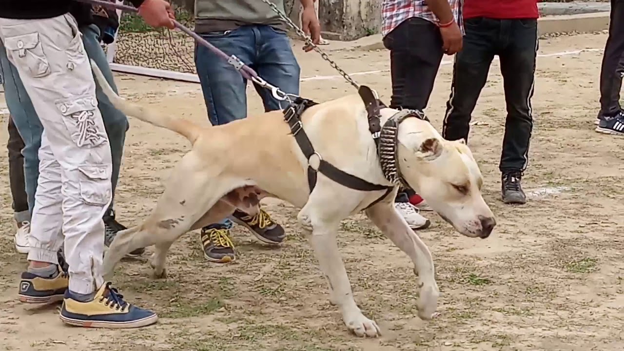 pakistani bully dog fight 2014