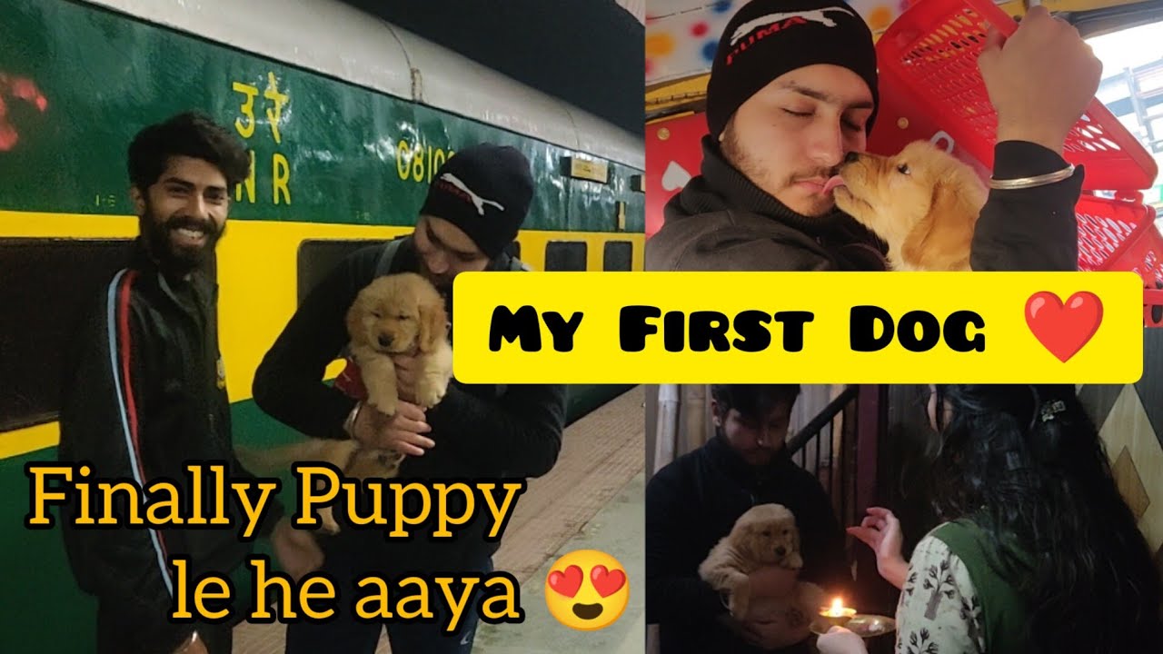 My First Dog Golden Retriever Puppy Our New Family Member my-first-dog-golden-retriever-puppy-our-new-family-member
