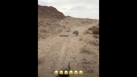حيوان غريب يفترس عسكري على حدود السعوية