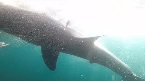 Great white sharks tagged off Nova Scotia coast