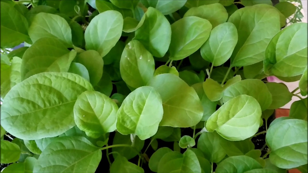 ПОДКОРМКА РАССАДЫ ЗОЛОЙ.ЛУЧШЕЕ ОРГАНИЧЕСКОЕ УДОБРЕНИЕ