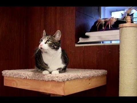 Cat Power Tower, an Amazing Cat Tree reviewed by Ask The Cat Doctor