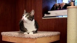 Cat Power Tower, an Amazing Cat Tree reviewed by Ask The Cat Doctor by Ask the Cat Doctor 7,304 views 10 years ago 11 minutes, 40 seconds