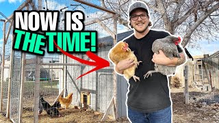 8 Reasons EVERYONE Should Get Chickens RIGHT NOW!