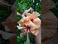 Just helping my mother in plucking flowers for puja #plucking #harvesting #gardeningshorts