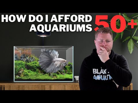 Video: Obțineți o experiență de peste 50% din experiența Fish Keeper la weekend-ul Sea Life Brighton NEXT!