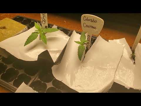 Day 7 og kush and cookies Perfect Nutrients