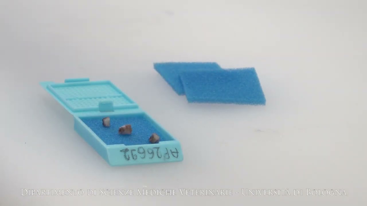 Processazione e allestimento dei preparati istologici