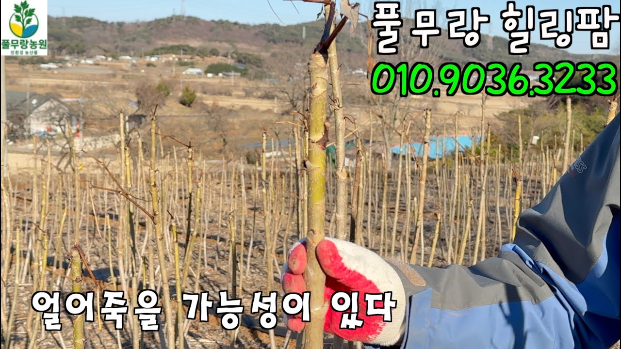 추운 날씨에 두릅은 괜찮을까?