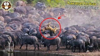 Nasib SlAL Singa Saat Berburu! Kawanan Kerbau ini Tanduk & Inj4k² Singa Malang Hingga Tak Berdaya