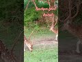 #trending#forest#animals#animalslove#forestanimals#shortvideo#shortsfeed#likeandsubscribe
