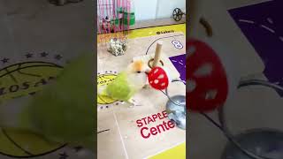 #Wiseparrottv #Wildparrot #Lovebirds #Parrrot #Birds