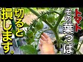 トマトの葉を落とすタイミング。重要な下葉、葉かきのやり方を徹底解説！初心者も分かりやすく簡単♪