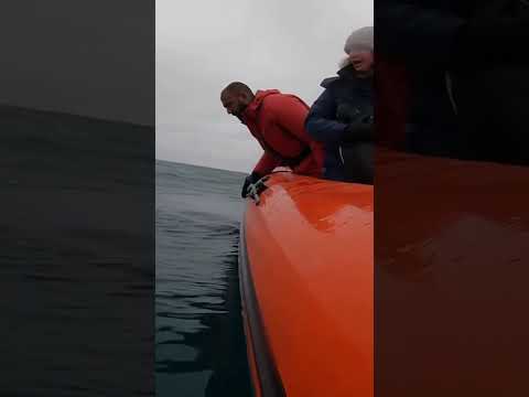 LEOPARD SEAL RAGES People Steal Its Prey