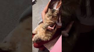 12 year old Siberian cat loves sitting on owners lap