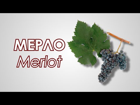 Сорт винограда Мерло