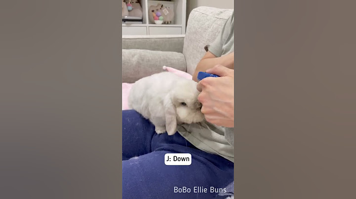 Teaching my bunny a new trick (down)🐰🤓