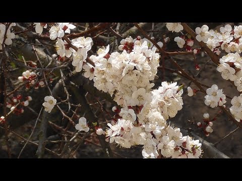 Цветущий абрикос, весна