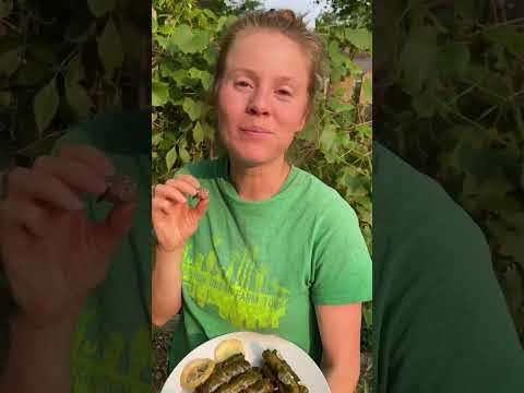 Video: Využití čerstvých hroznových listů – zjistěte, jak sbírat hroznové listy k jídlu