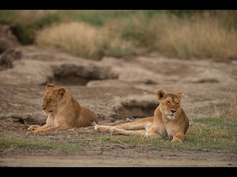 Ruaha National Park Tanzania S Untamed Wilderness