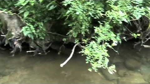 FLI; Stream Monitoring Video