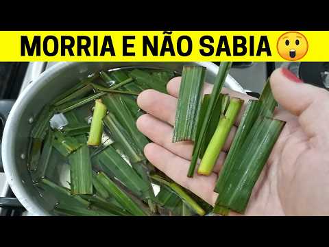 Você Tem CAPIM CIDREIRA EM CASA? Conheça os Benefícios Desta FOLHA Depois Que Aprendi Faço Sempre