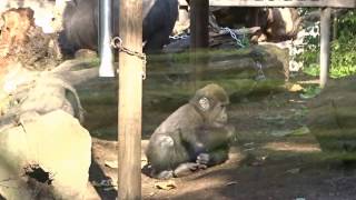 Crazy Baby Gorilla - Funny monkey video by Fabi Avventura 1,361 views 7 years ago 41 seconds