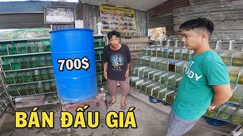 Ông chủ trại cá bán đấu giá Betta Lưng Xe Bus và cái thùng nước giá trị khủng