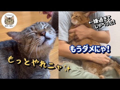 ブラシが苦手な猫と得意な元野良猫をブラッシングしたら日本語でしゃべりました！！