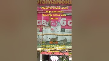 cara menjodohkan/menangkarkan perkutut lokal alam
