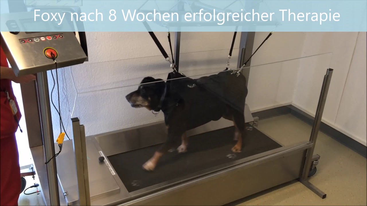 Laufband für Hunde Die Theravet Therapieeinheit für Hunde mehr als