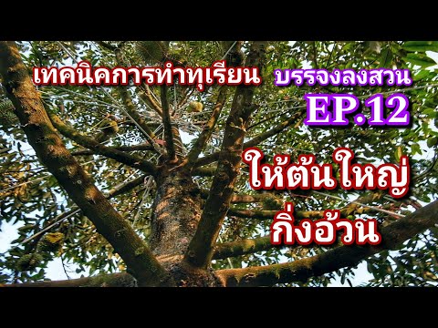 #กวินบินได้ EP.60 เทคนิคการทำทุเรียนต้นใหญ่ กิ่งใหญ่ #บรรจงลงสวน EP.12