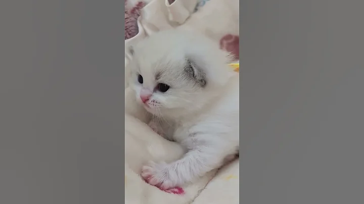 Video 11334021: cat kitten cutekitten, cat kitten kitty cute, kitten cat adorable kitty, kitten sweet cat, kitten fun, cat old